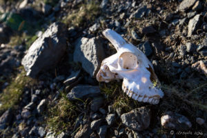 goat skull on the Rocky Foreshore of Uureg Lake Mongolia