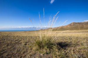A tussock of grass on the road to Uvs Lake, Mongolia