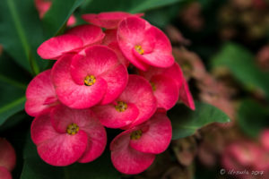 Rich pink Euphorbia milii hybrids Crown of Thorns flowers