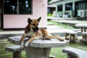 Thai dog on a cement table, Hod school.