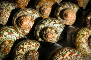 Shells for sale, Milne Bay, PNG