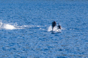 Spinner Dolphins - Stenella Longirostris - leaping, Milne Bay