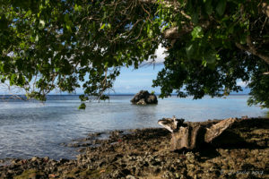 Foreshore under a mangrove tree, Milne Bay, PNG