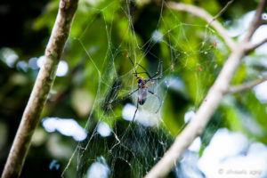 Bird Eating Spider, Milne Bay PNG