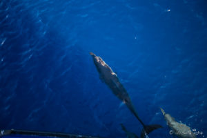 Spinner Dolphins - Stenella Longirostris - in blue water, Milne Bay
