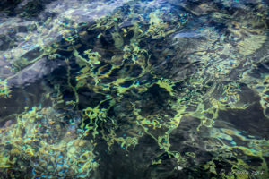 Reef Abstract, Milne Bay PNG