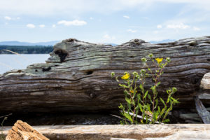 Driftwood and Entire-leaved Gumweed, Beachcomber Regional Park, Nanoose BC
