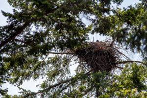 Eagle Baby in a Nest, Beachcomber Community Park, Nanoose Bay, BC Canada