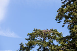 Two eagle Chicks in a nest, Beachcomber Community Park, Nanoose Bay, BC Canada