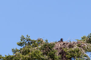 eagle Chick in a nest, Beachcomber Community Park, Nanoose Bay, BC Canada