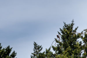 Bald Eagle in the Trees, Beachcomber Community Park, Nanoose Bay, BC Canada