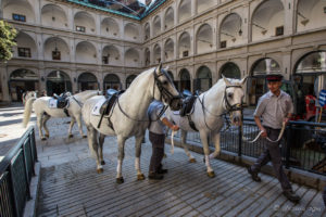 Lipizzan horses being led out of the Spanish Riding School in Vienna, Austria