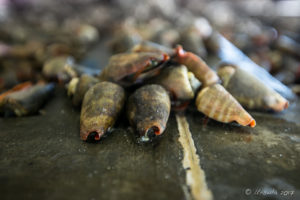 Shell Fish for sale, Koki Fish Market, Port Moresby PNG