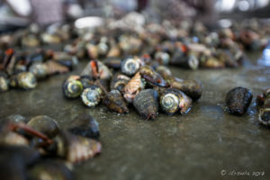 Shell Fish for sale, Koki Fish Market, Port Moresby PNG