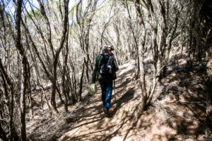 Walkers on a dappled path through tea trees, Kangarutha Track, NSW AU