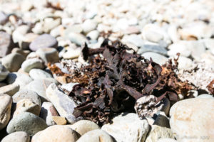 Seaweed on white rocks, Boulder Bay, Kangarutha Track, NSW AU