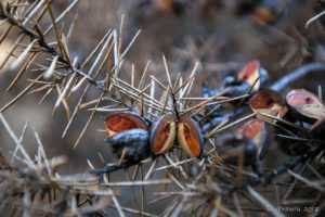 Seed Pods, Kangarutha Track, Bournda National Park, NSW AU