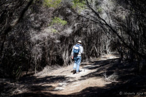 Walker on a dappled path through tea trees, Kangarutha Track, NSW AU