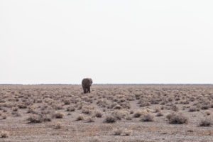 Elephant on the veld, Etosha National Park, Namibia.