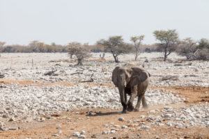 Elephant walking into the Waterhole, Etosha National Park, Namibia.