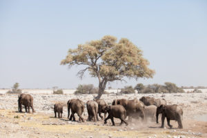 Elephants at the tree, Etosha National Park, Namibia.