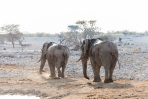 Elephants walking away from the Waterhole, Etosha National Park, Namibia.