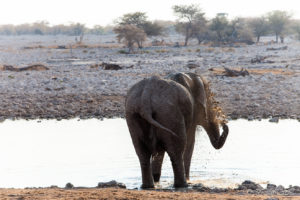 Elephant splashing at the Waterhole, Etosha National Park, Namibia.