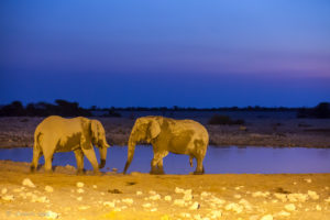 Two bull elephants at the waterhole in blue light, Etosha National Park, Namibia.