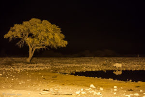 Tree and rhinos at the waterhole after dark, Etosha National Park, Namibia.