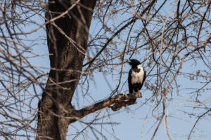 Pied crow (Corvus albus), in the trees, Etosha National Park, Namibia.