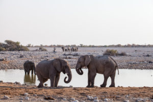 Elephants at the Waterhole, Etosha National Park, Namibia.