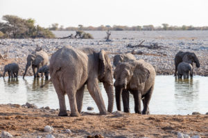 Elephants at the Waterhole, Etosha National Park, Namibia.