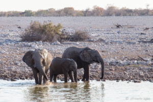 Elephants at the Waterhole, in the trees, Etosha National Park, Namibia.