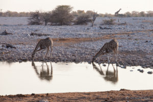 Two giraffes drinking at the waterhole, Etosha National Park Namibia