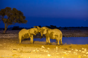 Two bull elephants at the waterhole in blue light, Etosha National Park, Namibia.