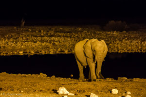 Elephant at the waterhole after dark, Etosha National Park, Namibia.