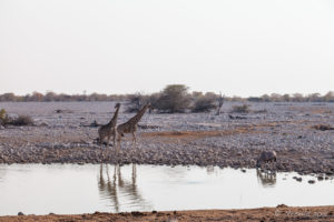 Two giraffes and an oryx at the waterhole, Etosha National Park Namibia