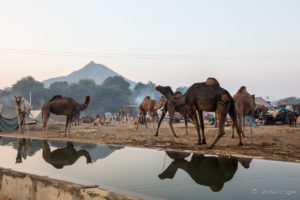 Camels at the Water Trough, Pushkar Fair Grounds, Rajasthan