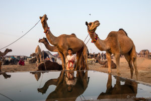 Young Indian boy watering several camels, Pushkar Fair Grounds, Rajasthan