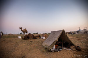 Pup tent with a camel in the background, Pushkar Fair Grounds, Rajasthan
