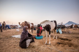 Indian man feeding a Marwari horse, Pushkar Fair Grounds, Rajasthan