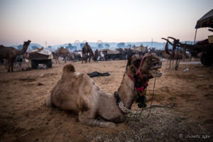 Seated camels eating, Ferris Wheels in the background, Pushkar Fair Grounds, Rajasthan