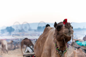 Camel, Ferris Wheels in the background, Pushkar Fair Grounds, Rajasthan
