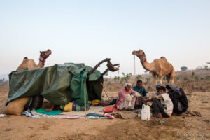 Indian men in a circle, Camel Herder Camp, Pushkar Fair Grounds, Rajasthan