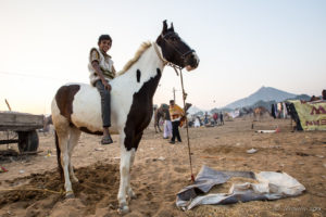 Young Indian man and his Marwari Horse, Pushkar Fair Grounds, Rajasthan
