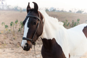 White and brown Marwari horse, , Pushkar Fair Grounds, Rajasthan