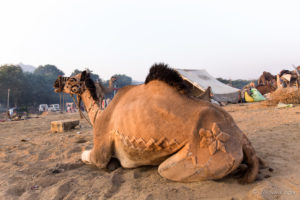 Camel with shaved patterns on its side and rump, Pushkar Fair Grounds, Rajasthan