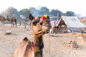 Close up of a camel in pom poms, Pushkar Fair Grounds, Rajasthan