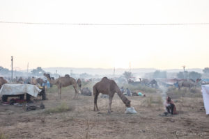 View of camels feeding, Pushkar Fair Grounds, Rajasthan