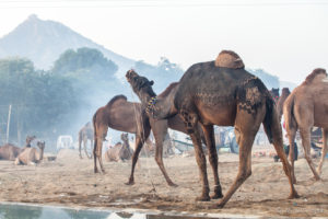 Fancily-clipped camels bellowing, Pushkar Fair Grounds, Rajasthan